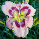 Patterned Pink Perfection Daylily